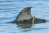 American Coot